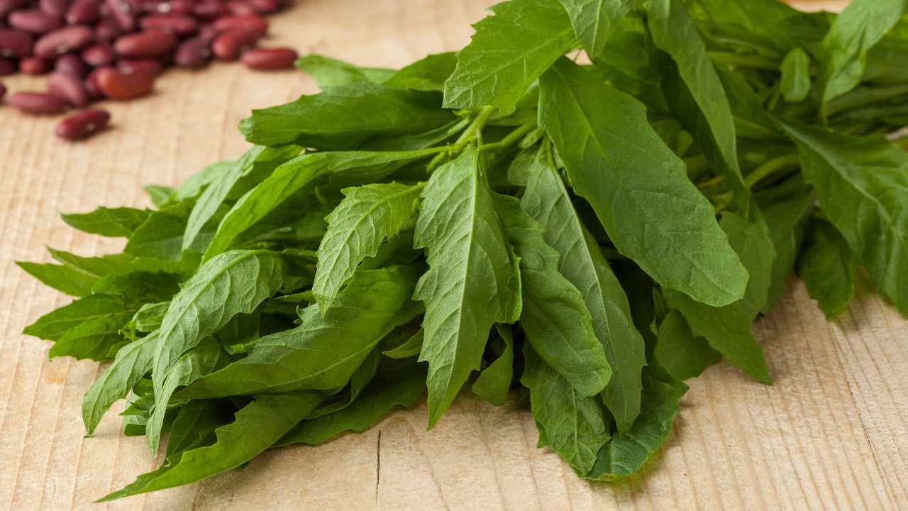 benefici pianta Epazote