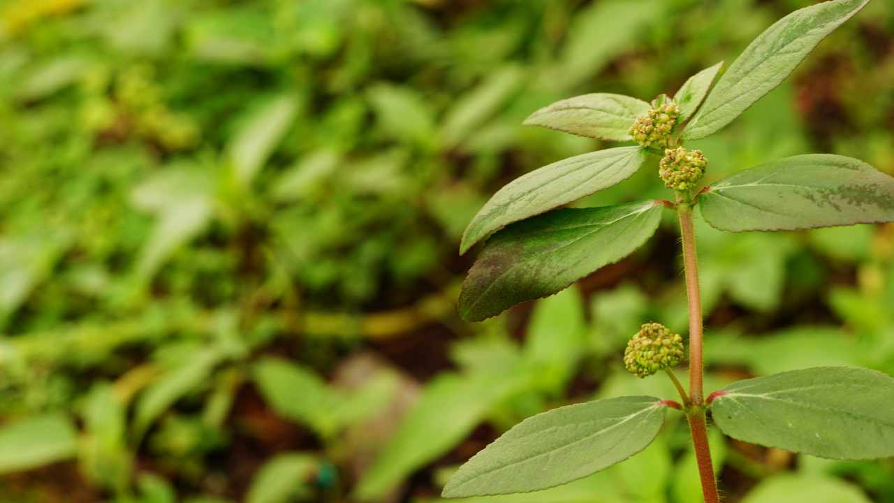 benefici Euphorbia hirta