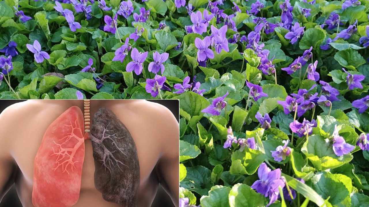 benefici Viola odorata 