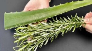 Mescola rosmarino e aloe, mi ringrazierai: uso questo rimedio di mia nonna due volte a settimana!