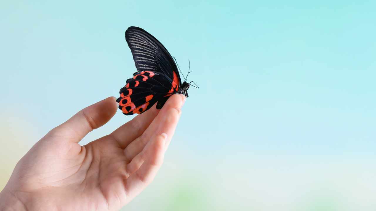 farfalle significato