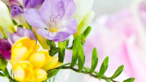 Come coltivare fresie, i fiori più vivaci e belli della primavera per un giardino colorato e profumato