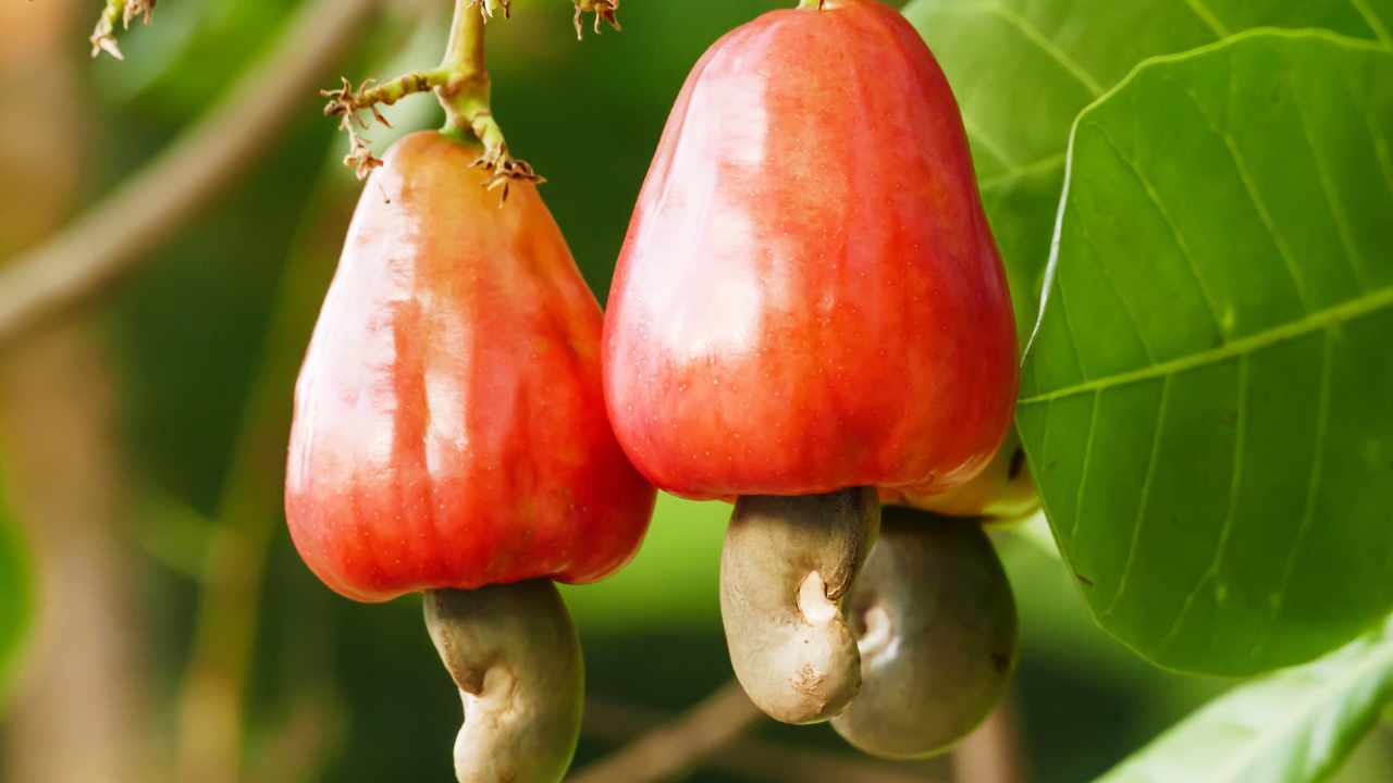 la pianta più velenosa del 2025