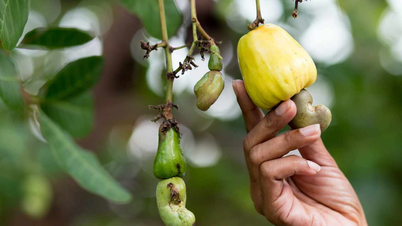 la pianta più velenosa del 2025