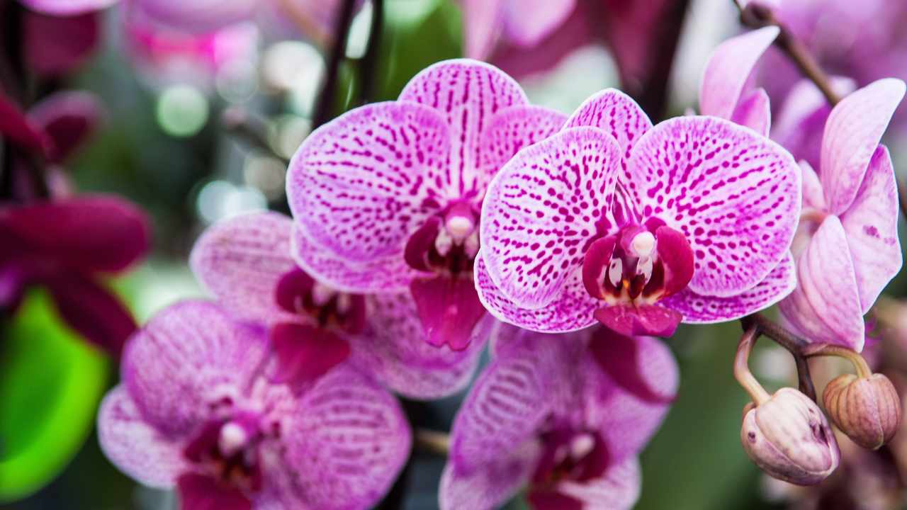 bellissime piante da interno