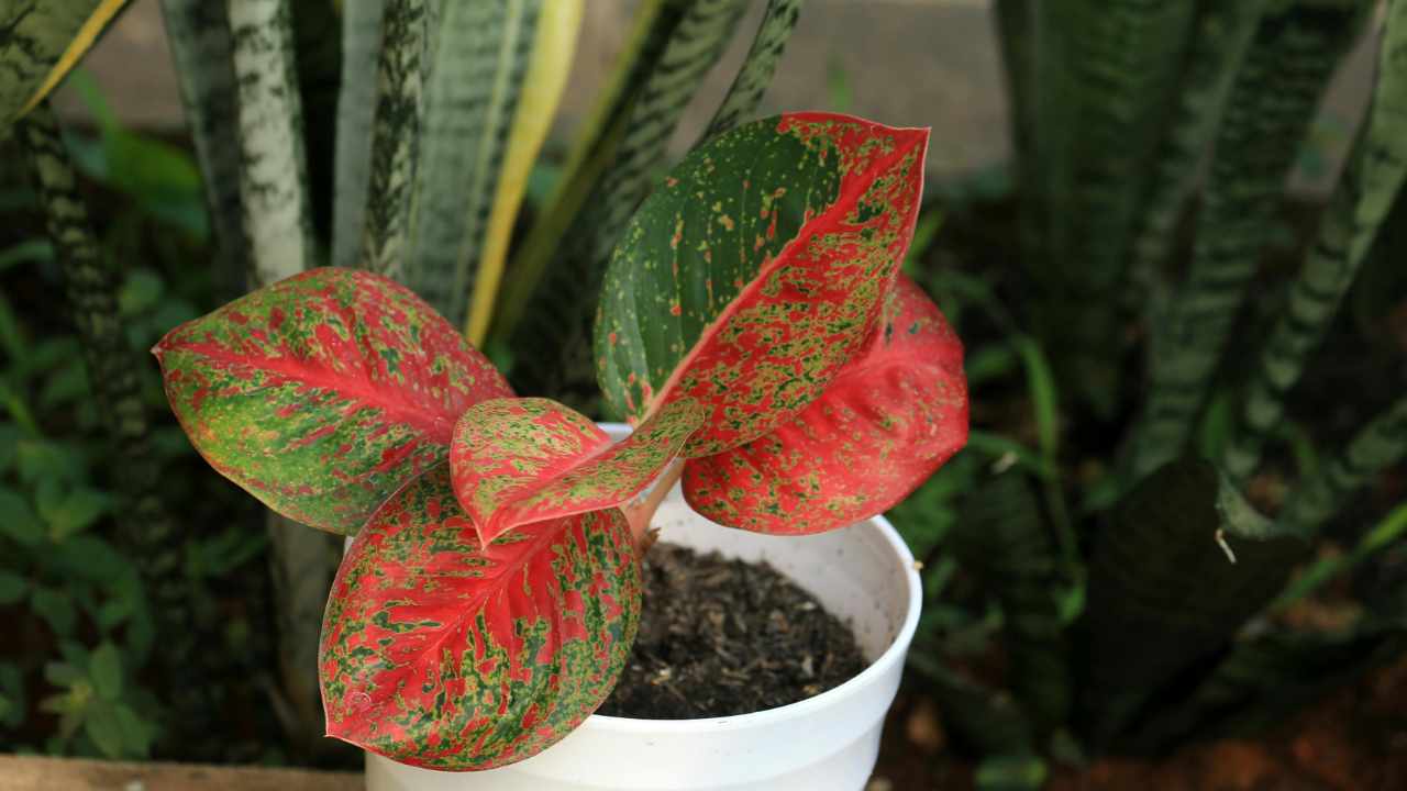 bellissime piante da interno