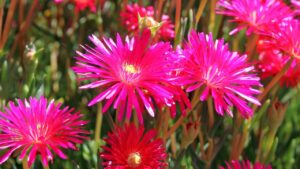 Piante tappezzanti perenni: cinque varietà per un giardino ricco di colori e fascino naturale