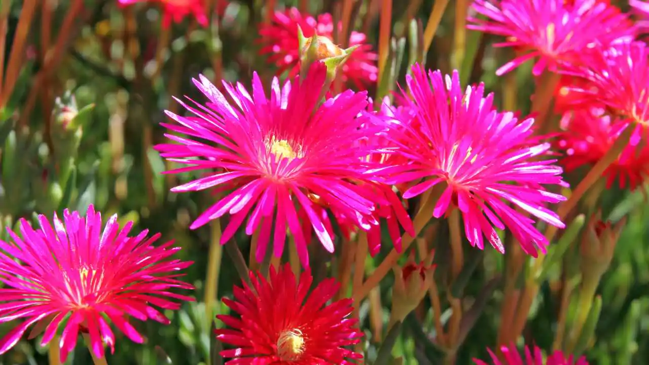 5 varietà piante tappezzanti