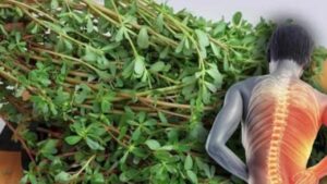 Questa pianta è più saporita della carne! 8 motivi per tenerla nel tuo giardino…