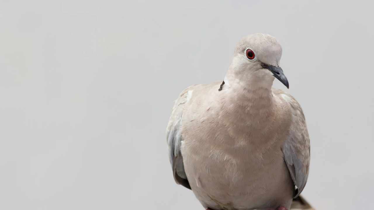 significato tortora casa