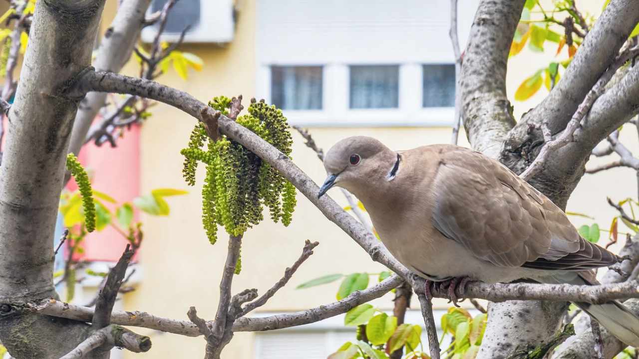 significato tortora casa