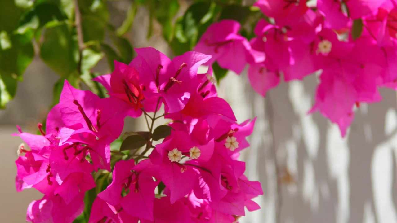 benefici Bougainvillea