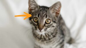 Ti sei mai chiesto perché il tuo gatto ha una M al centro della fronte?