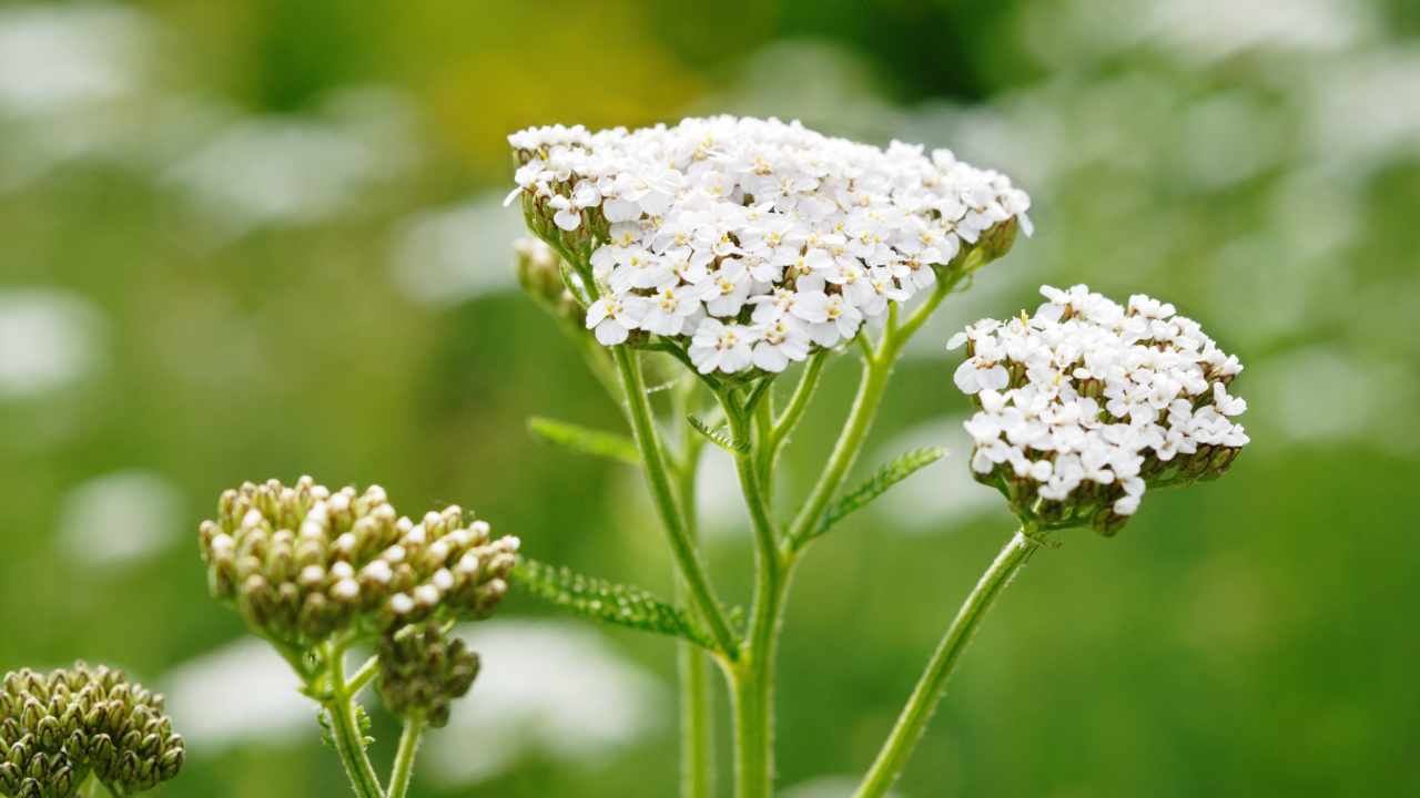 pianta di achillea