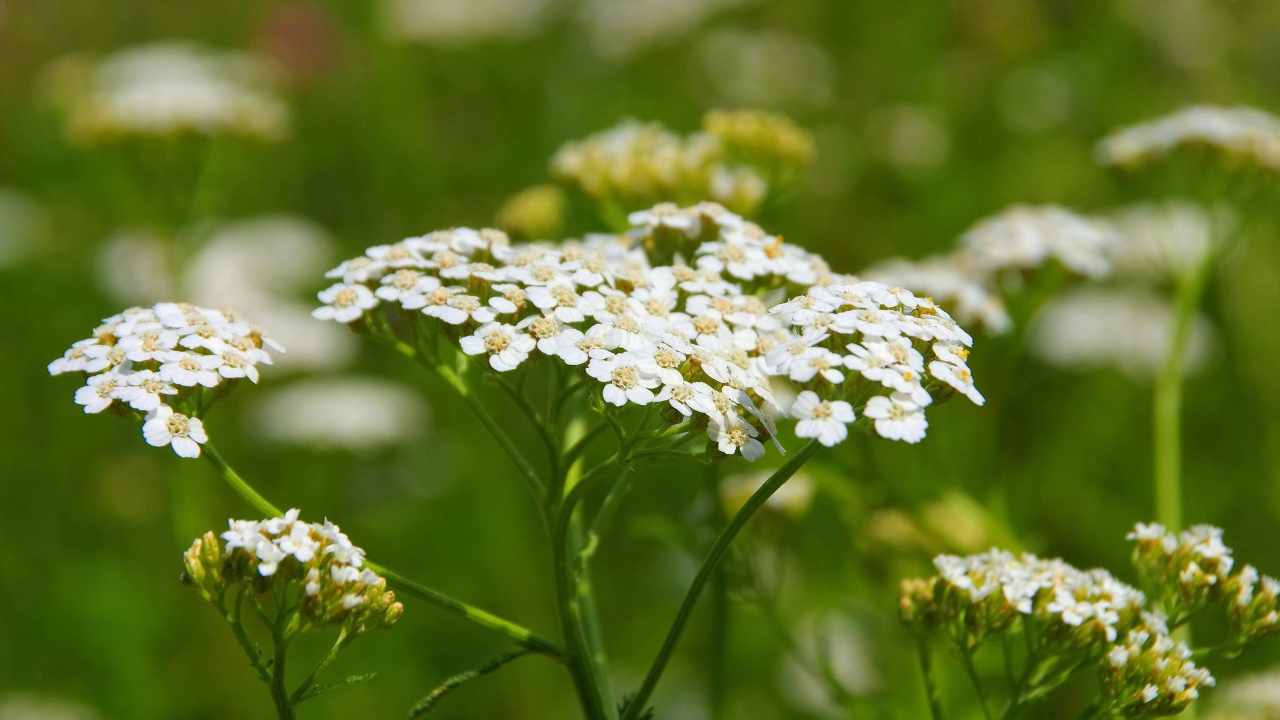 pianta di achillea