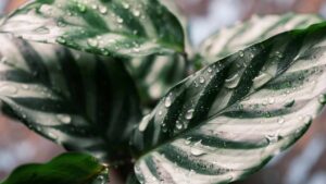 Come curare la Calathea, la pianta affascinante che si muove di notte