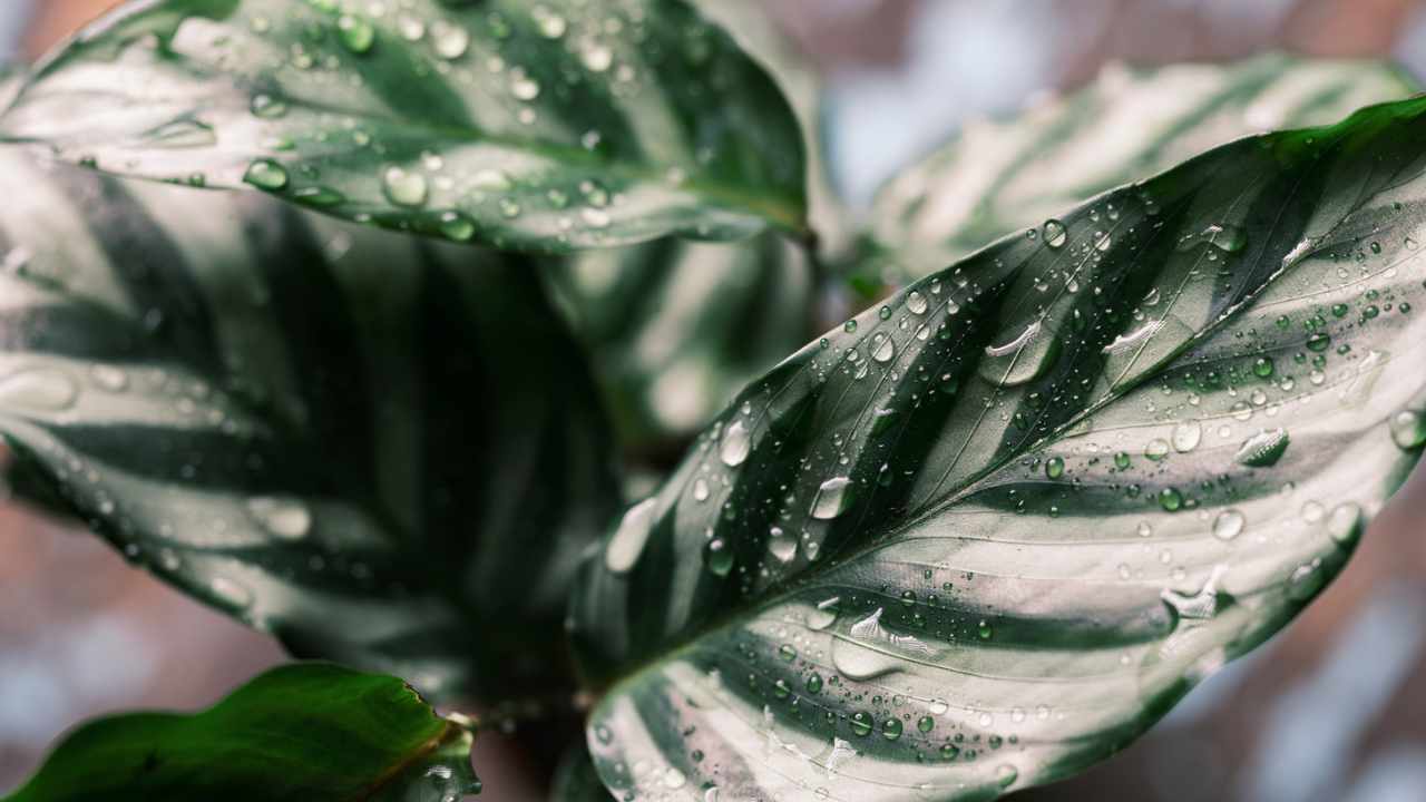 calathea cura 