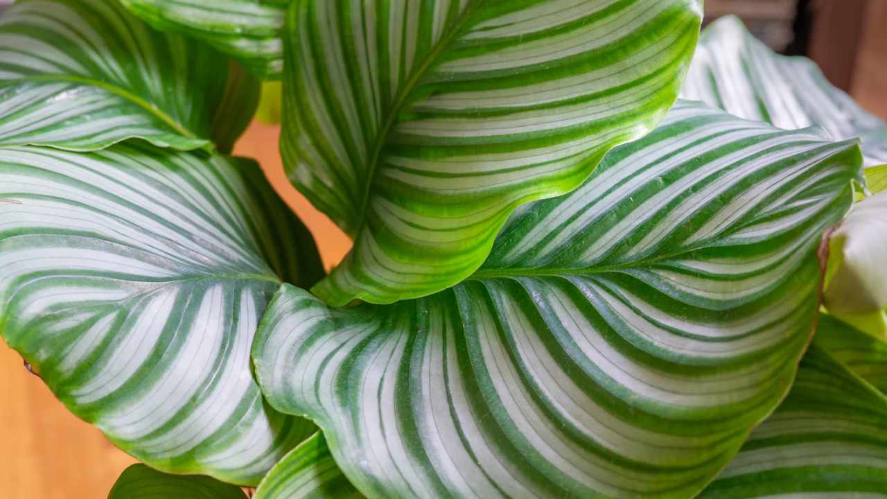calathea cura