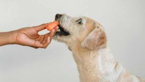 I migliori cibi per i cani e quelli che devi assolutamente evitare perché tossici: dovresti conoscere queste informazioni