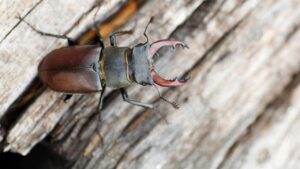 Se mi vedi non farmi del male, sono molto importante anche se non ci credi! Ti spiego perché…