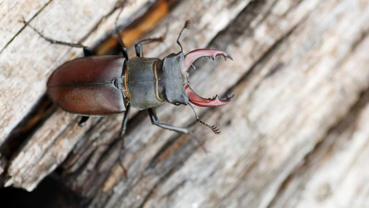 importanza cervo volante