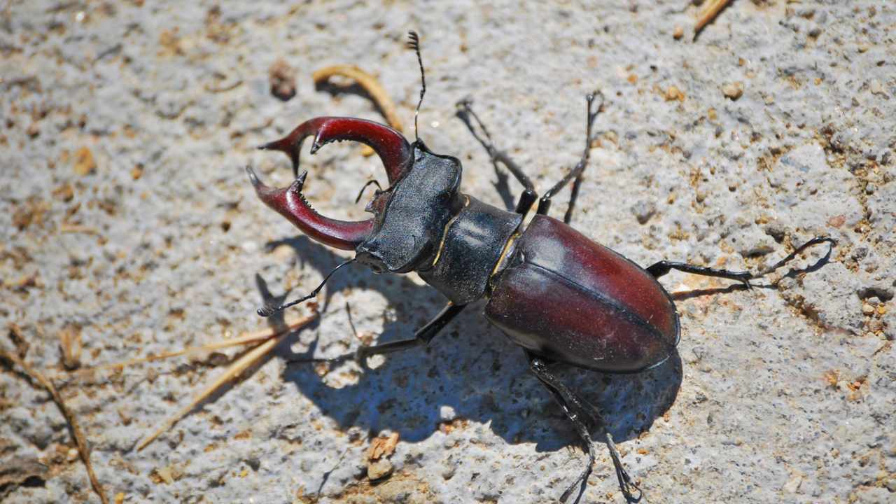 importanza cervo volante