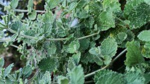 Marrubio: proprietà benefiche, utilizzi e precauzioni da conoscere