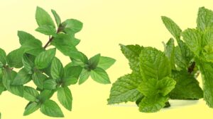 Conosci la differenza fondamentale fra menta e menta piperita per una vita più sana e consapevole? Dovresti!