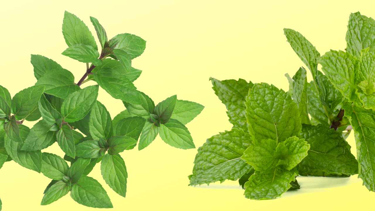 menta e menta piperita
