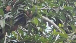 Scopri come queste foglie possono aiutarti a produrre insulina e a regolare pressione e reni