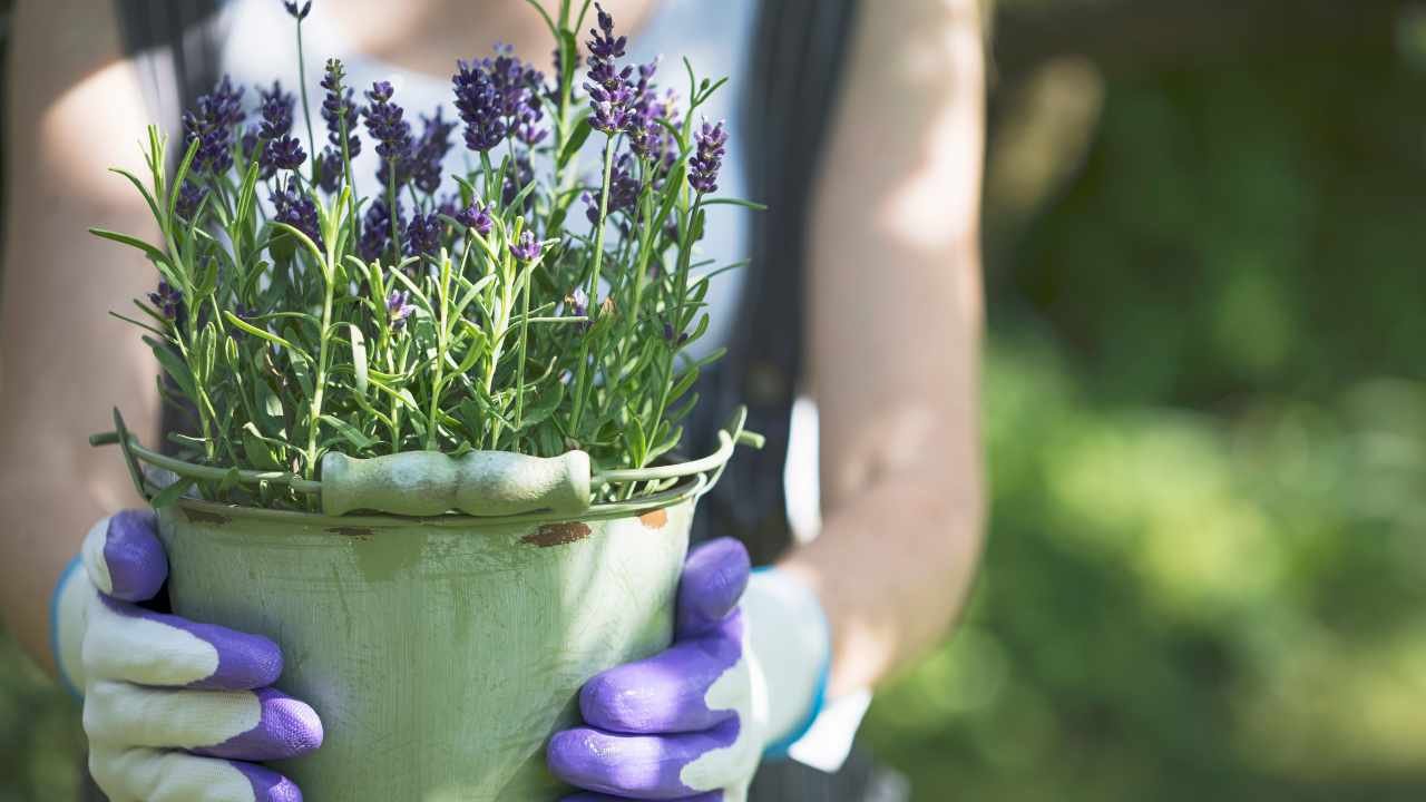 casa e piante profumate