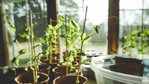 Le piante più profumate da avere in casa: la tua atmosfera sarà unica e avvolgente