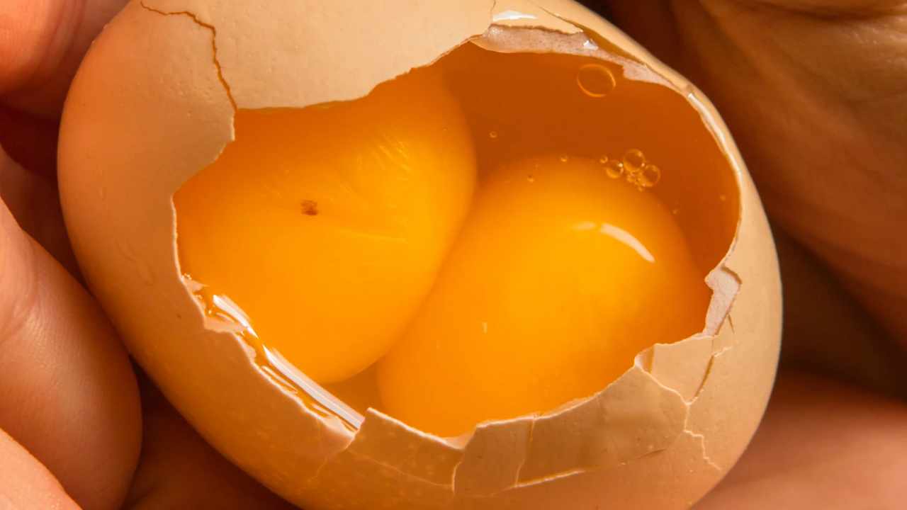 doppio tuorlo uovo