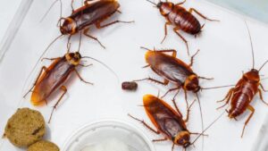 Perché non dovresti mai schiacciare le blatte in casa: potresti pentirtene