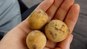 Non tutti lo conoscono, è un frutto dal sapore irresistibile che nasconde benefici incredibili