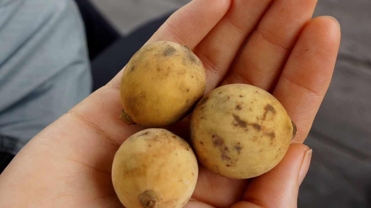 benefici frutto langsat