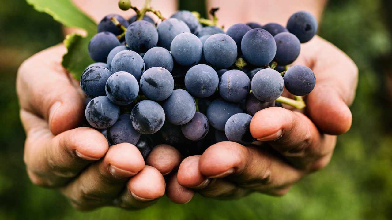 frutta e patina bianca