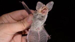 Cosa fare se un pipistrello in casa? Ecco perché non devi assolutamente ucciderlo e come devi comportarti