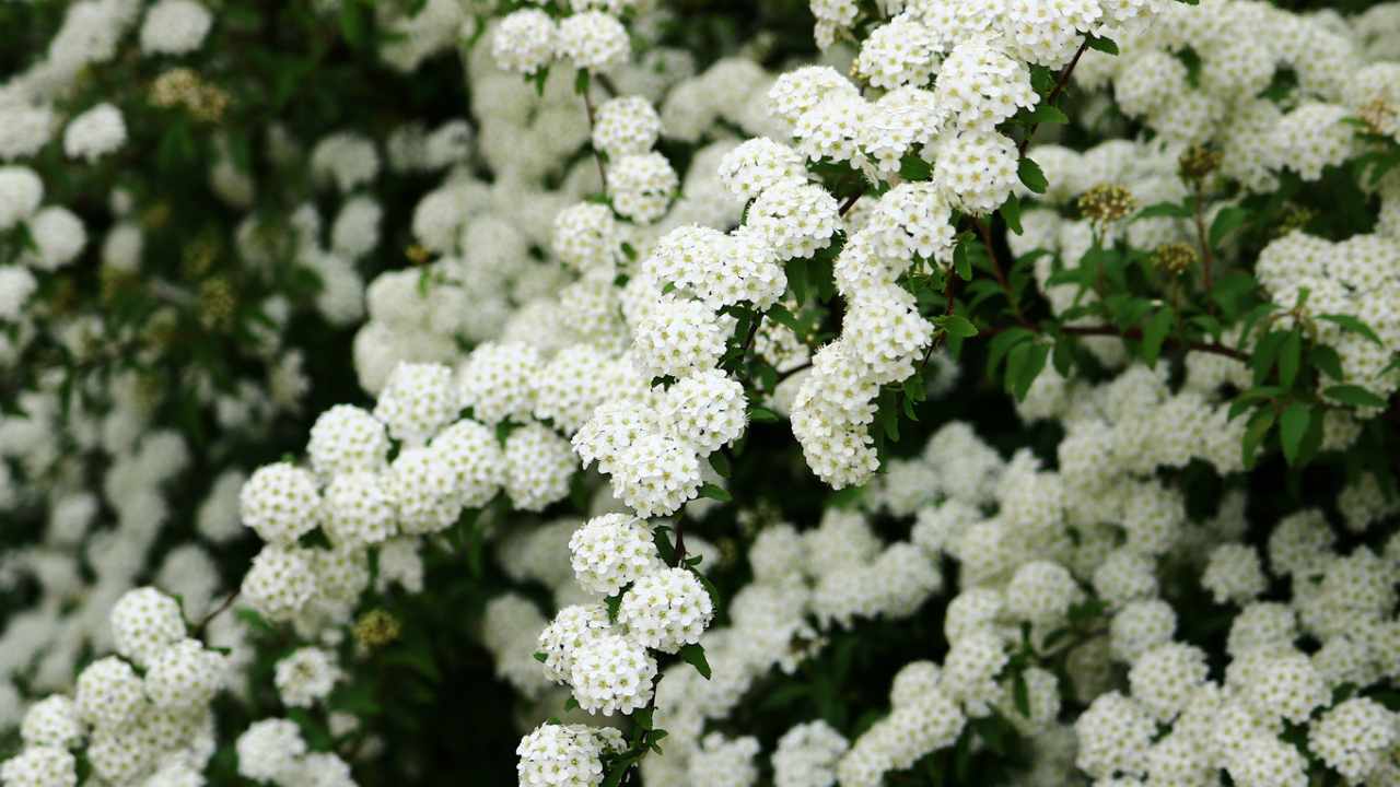 spirea in giardino