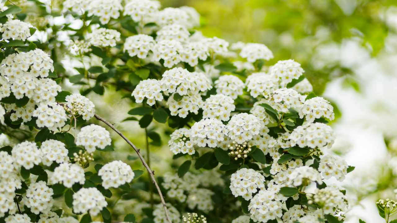 spirea in giardino