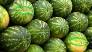 Il metodo infallibile per scegliere l’anguria perfetta e succosa al primo colpo: basta osservarla