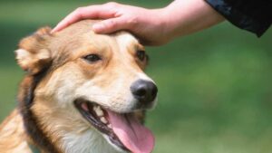 Perché i cani si accorgono quando sei malato? Uno studio ha spiegato come fanno