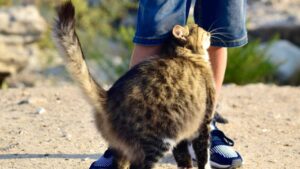 Cosa significa quando il gatto si struscia alle tue gambe? C’è un significato profondo che probabilmente non conosci…