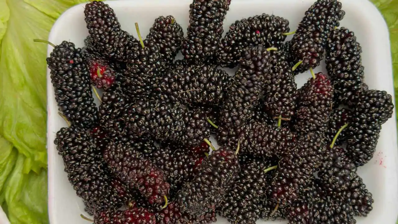 coltivazione gelso nero