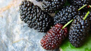 Conosci il nome di questo frutto? I nostri nonni lo adoravano e trovarlo è una vera e propria fortuna!