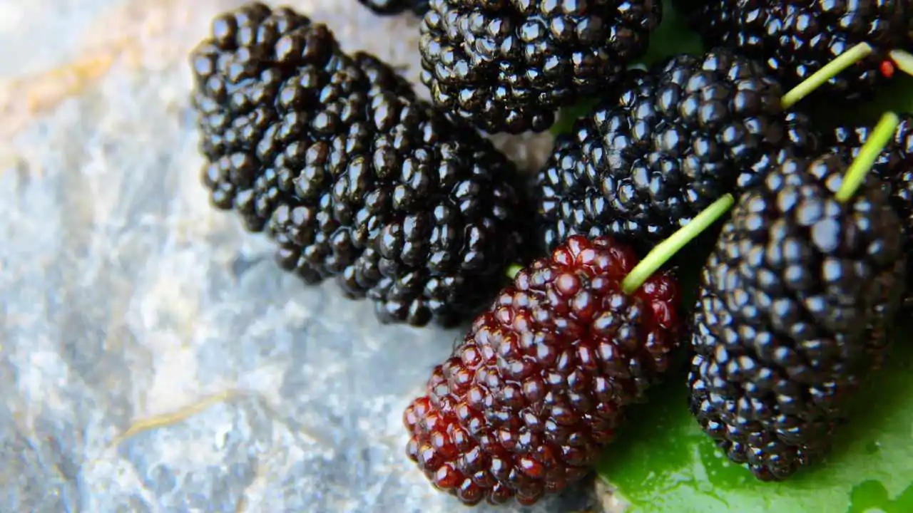 coltivazione gelso nero