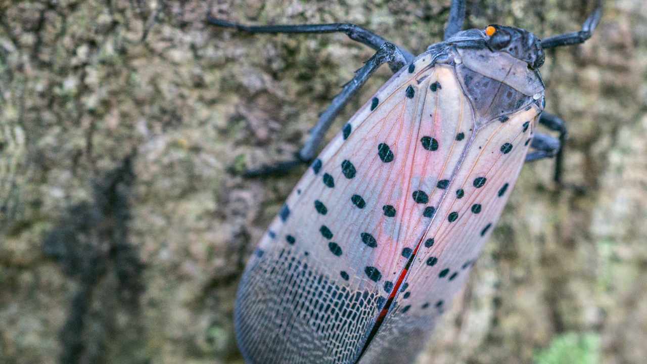 pericolo lanterna maculata