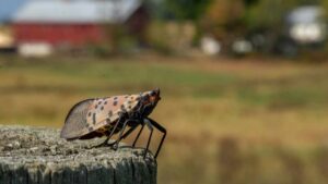 Attenzione se vedi questo animale nel tuo giardino: può essere letale