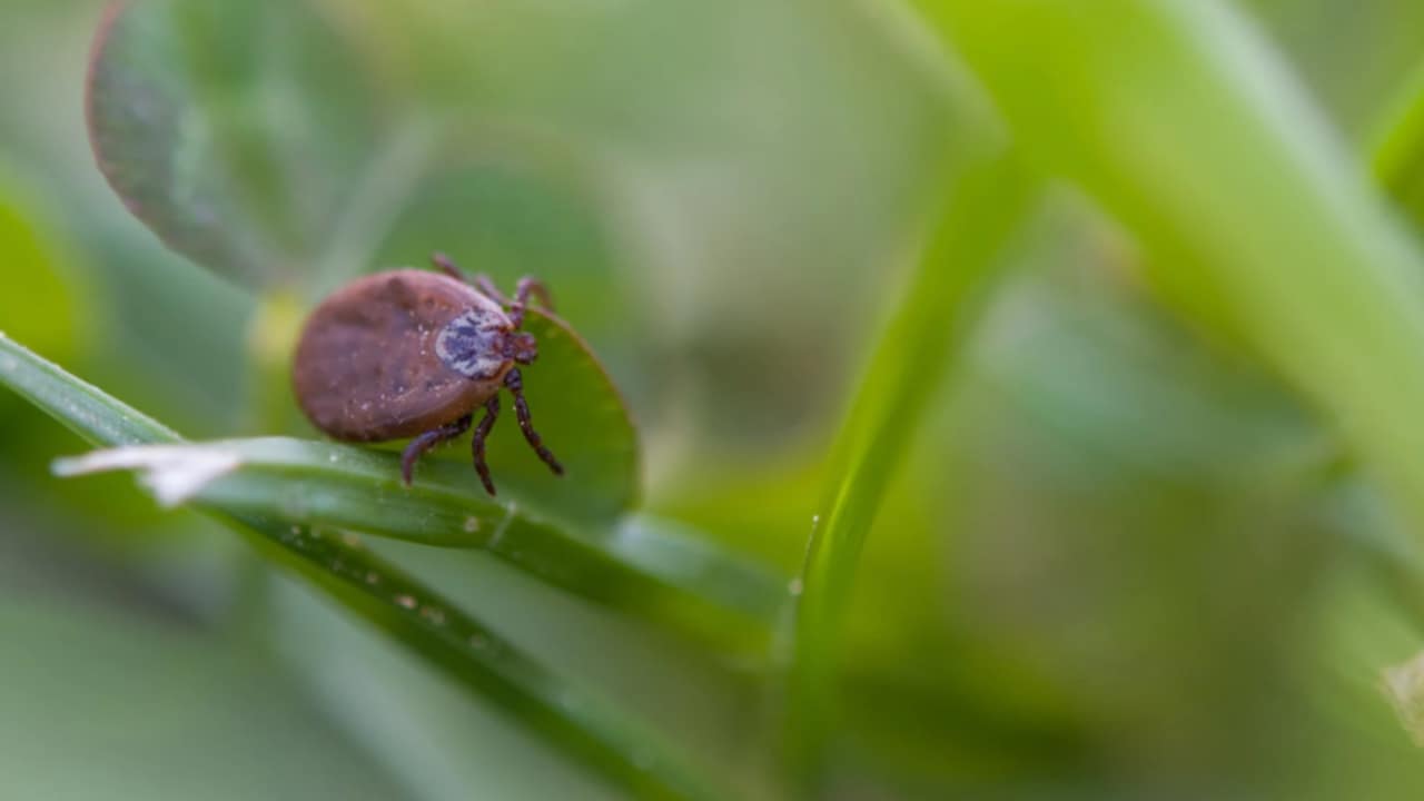 rimedi zecche e pulci