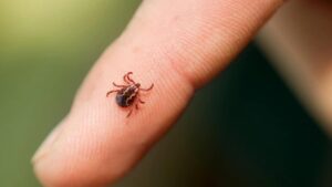 Come eliminare zecche e pulci in casa e in giardino